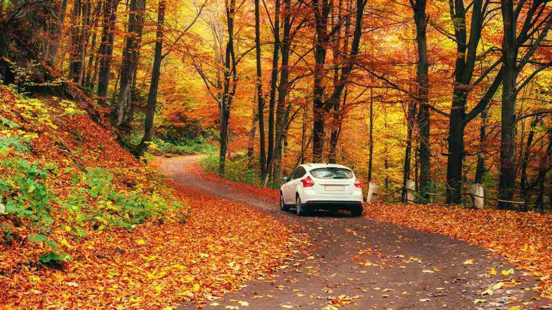 
How to Prepare Your Car For the Autumn?